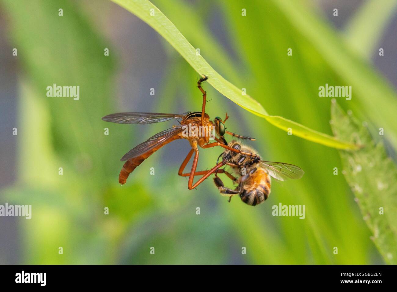 Robber fly (Diogmites neoternatus) killing a honeybee (apis mellifera ...