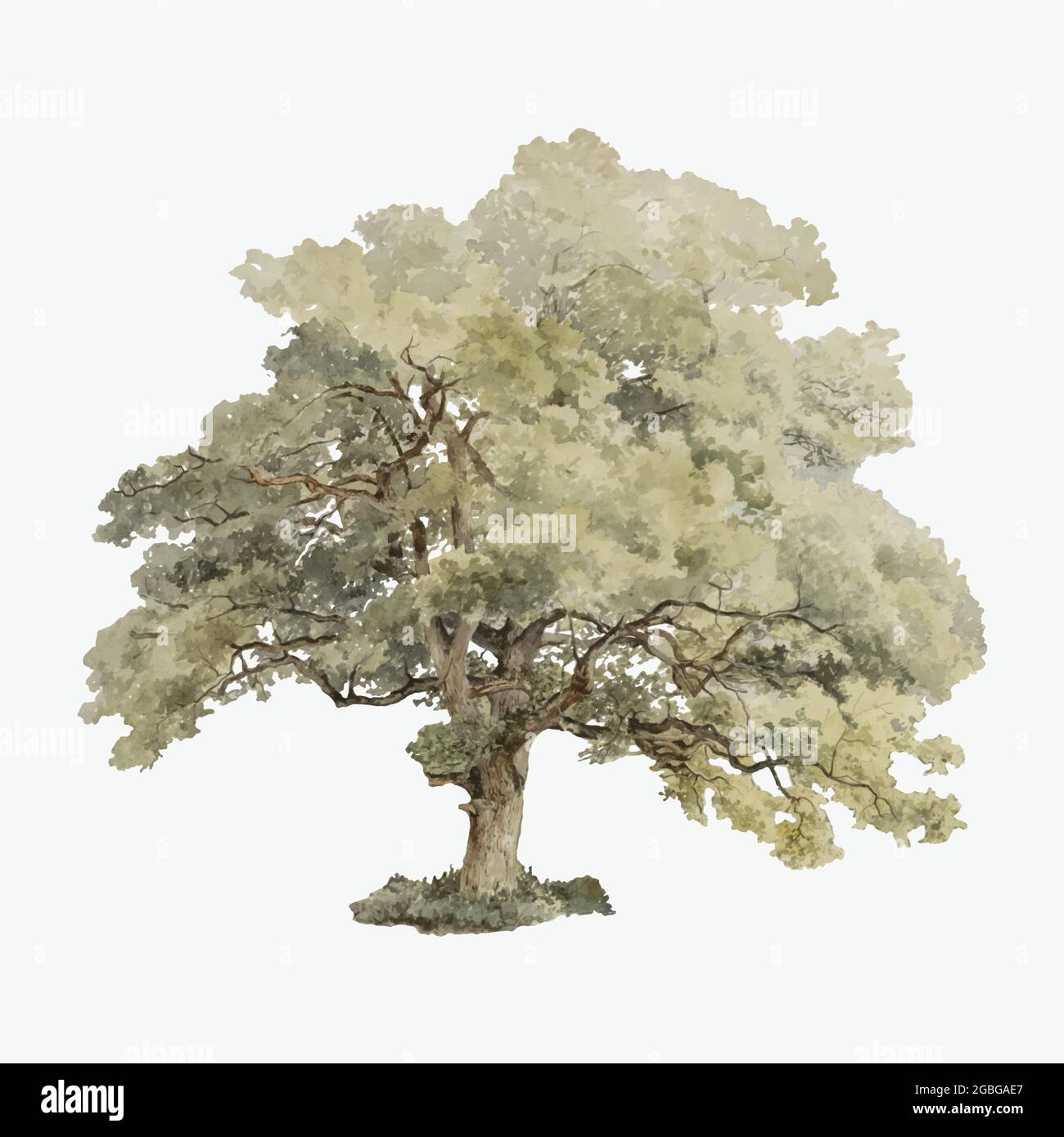 Vintage Oak Tree Illustration Vector Stock Vector Image Art Alamy
