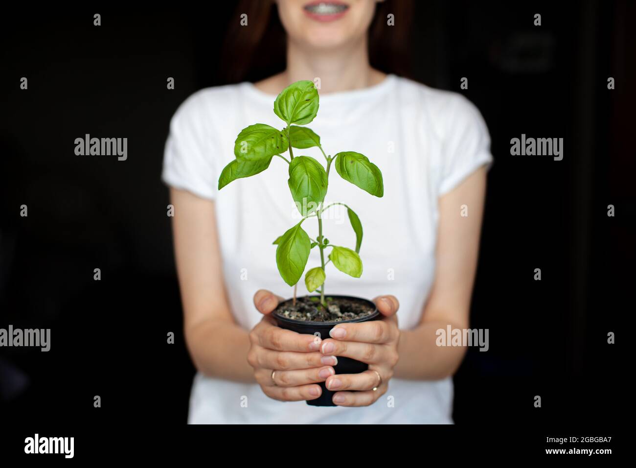 A girl in a white T-shirt is holding a pot with a green basil plant. Growing seedlings at home. Delicious and healthy food for salad at home. Stock Photo