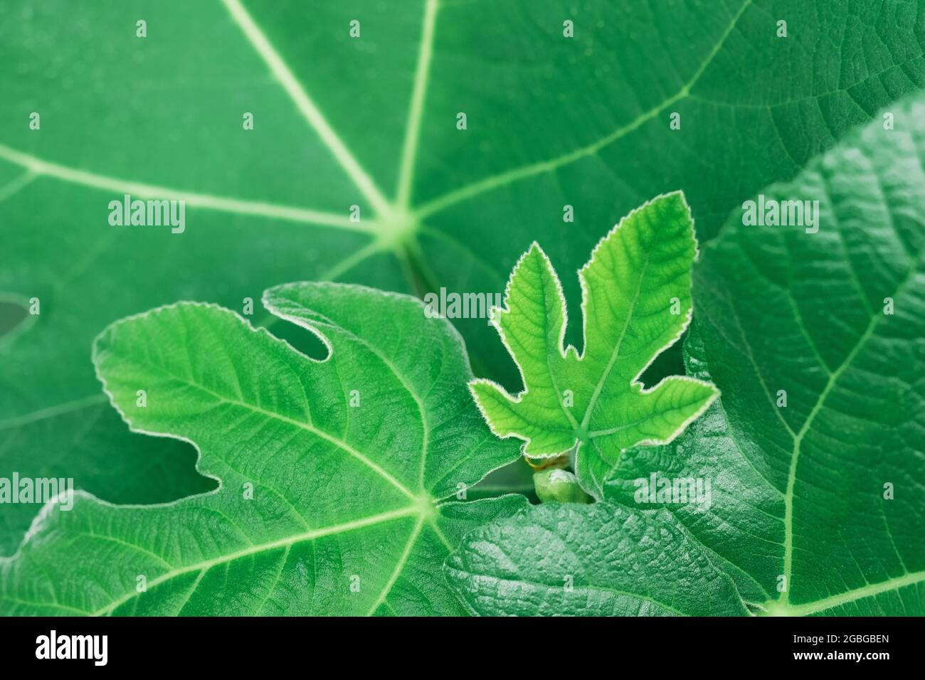Green leaf texture background.Natural background of green fig tree ...