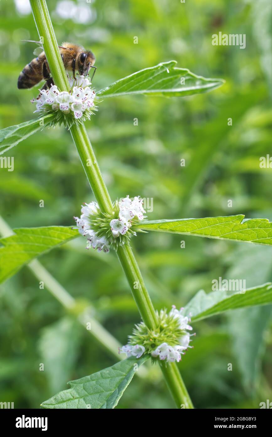 Lycopus europaeus with honney bee, also known as gypsywort, gipsywort, bugleweed, European bugleweed and water horehound. Blooming plant. Stock Photo
