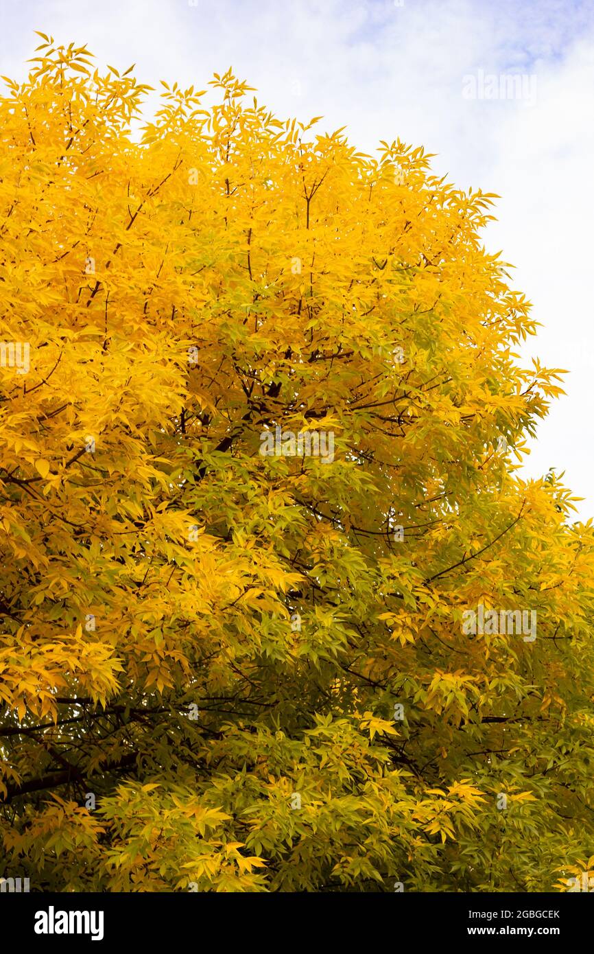 Yellow autumn foliage of ash tree against blue sky with clouds Stock Photo