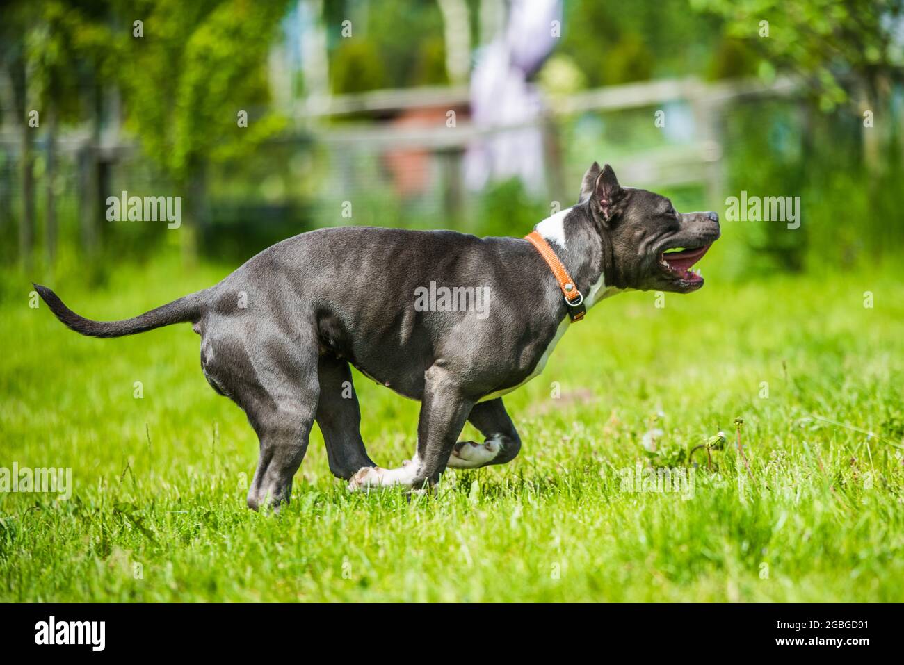 Female blue brindle American Staffordshire Terrier dog or AmStaff in move on nature Stock Photo