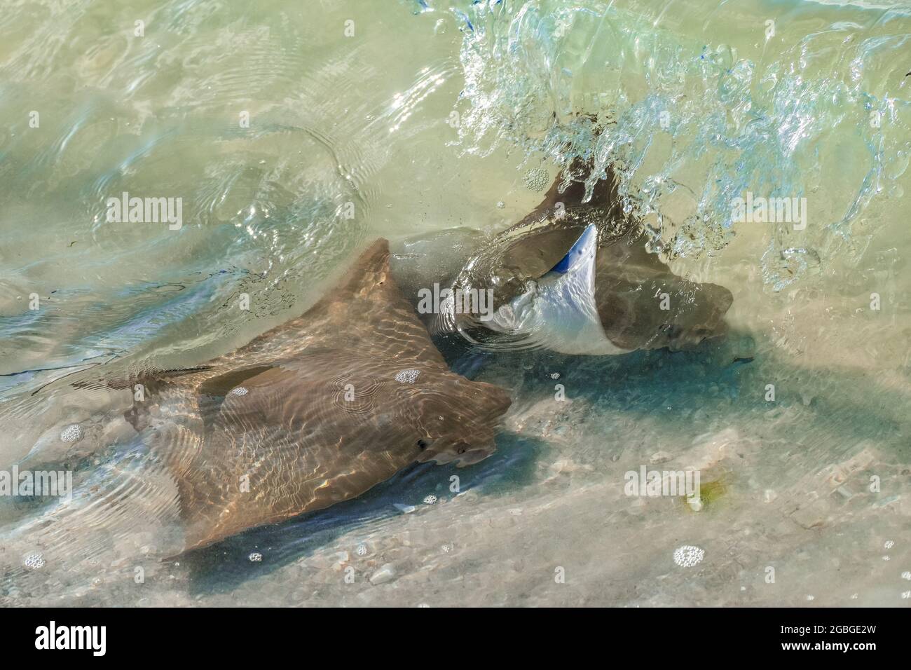 Fever of stingrays (cow nose rays) in Sanibel Island, Florida Stock Photo