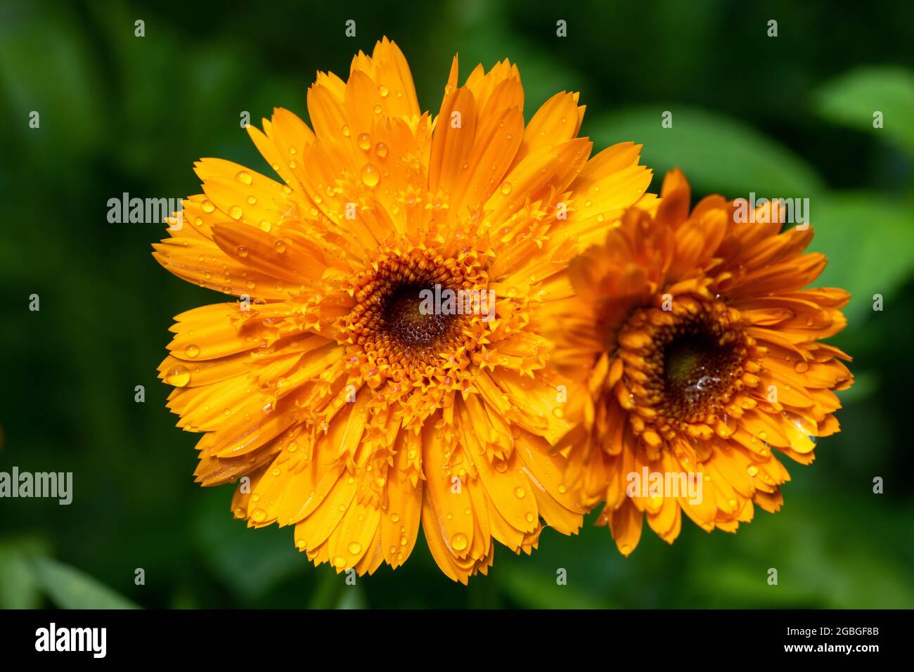 botany, blossom of the marigold, Calendula, FOR GREETING/POSTCARD-USE IN GERM.SPEAK.C CERTAIN RESTRICTIONS MAY APPLY Stock Photo
