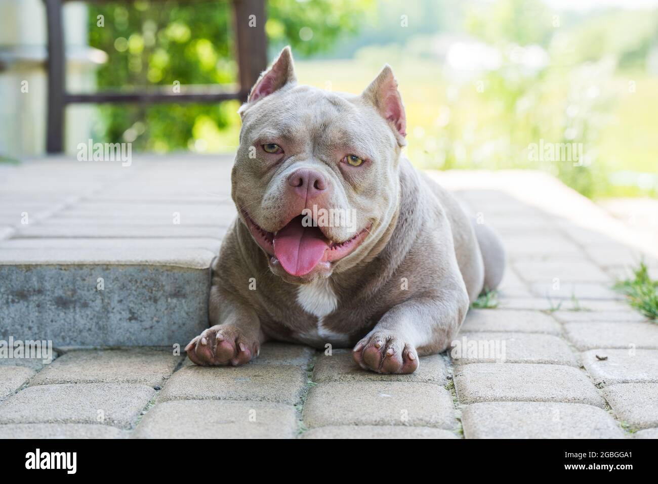 A pocket Lilac color American Bully dog is lying on the doorstep. Medium  sized dog with a compact bulky muscular body, blocky head and heavy bone  stru Stock Photo - Alamy