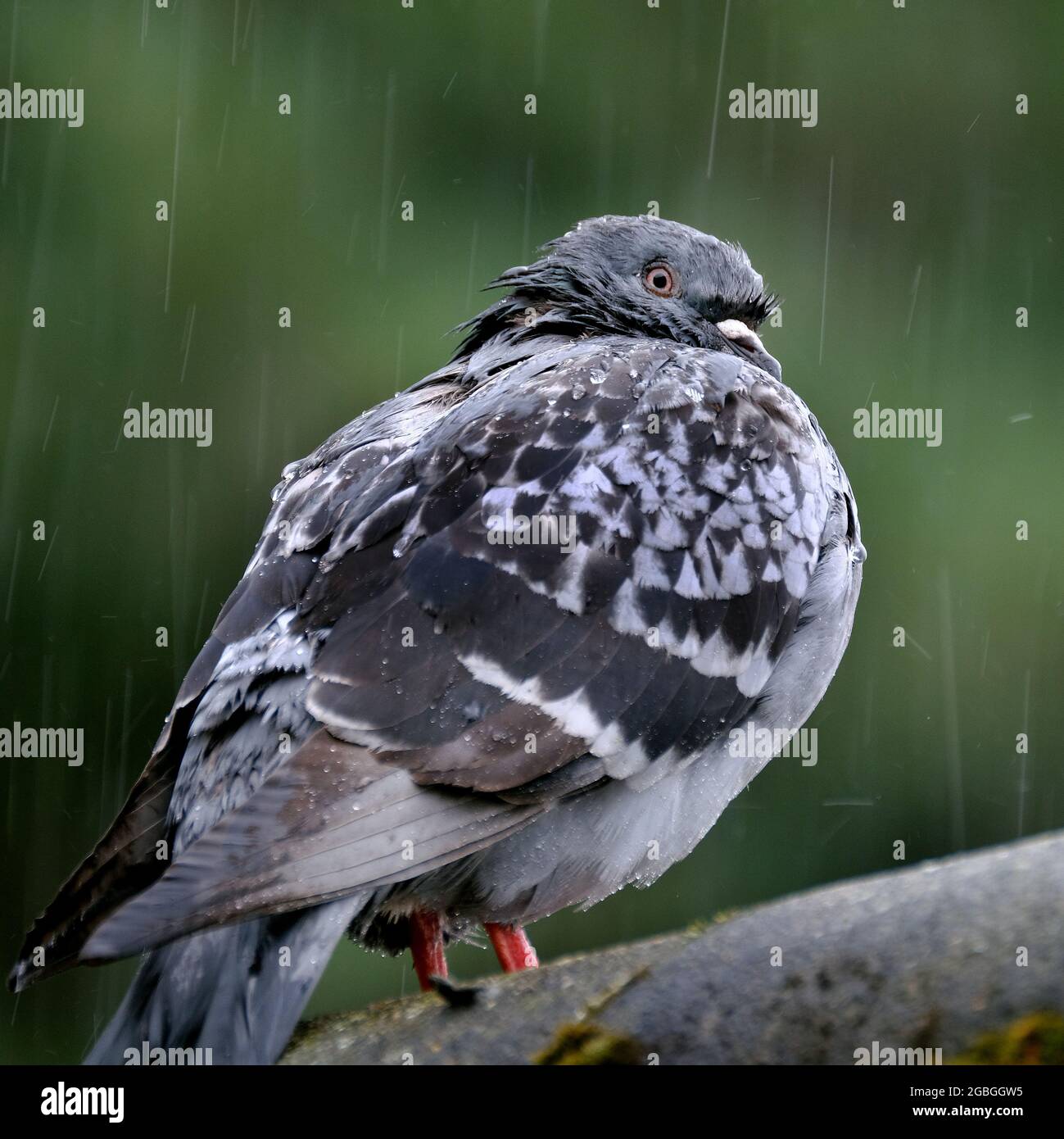 Feral pigeon getting soaked in heavy rain shower. Stock Photo