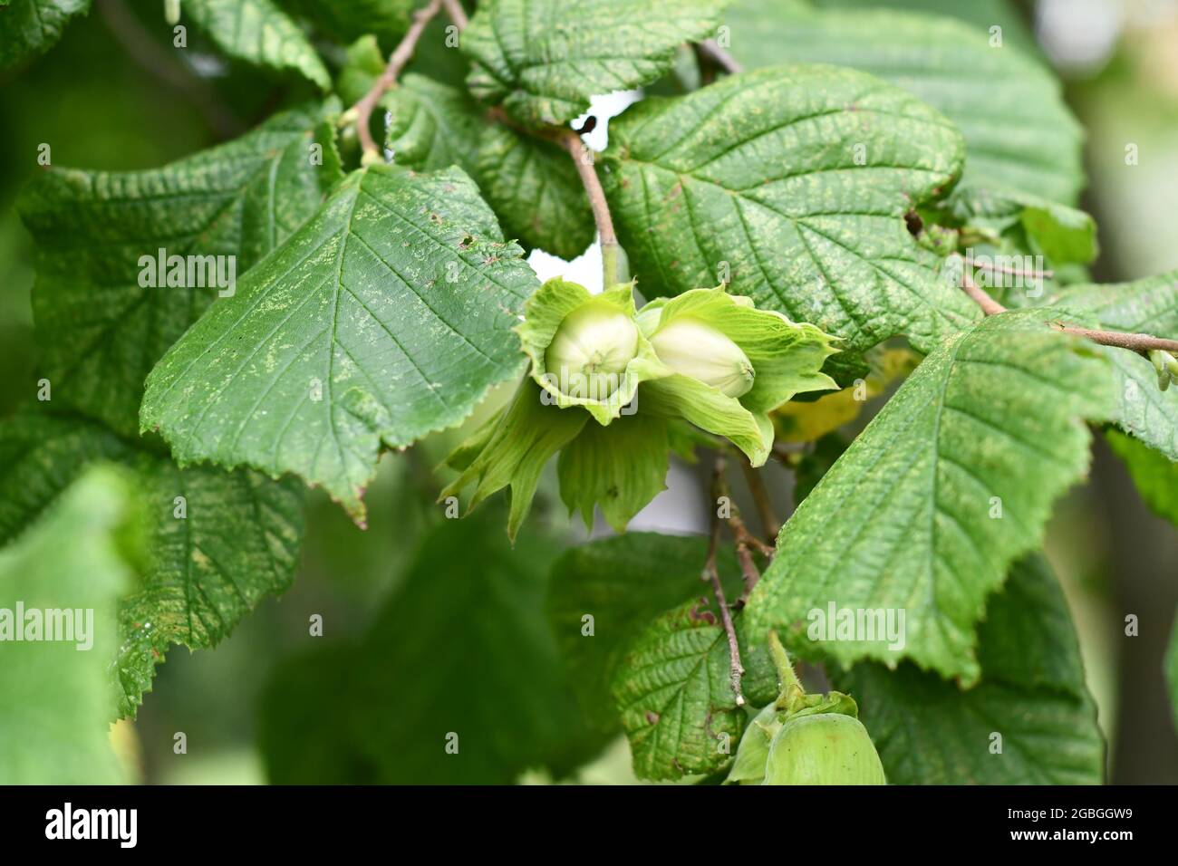 A branch of hazelnut tree with hazelnut's growing on a summers
