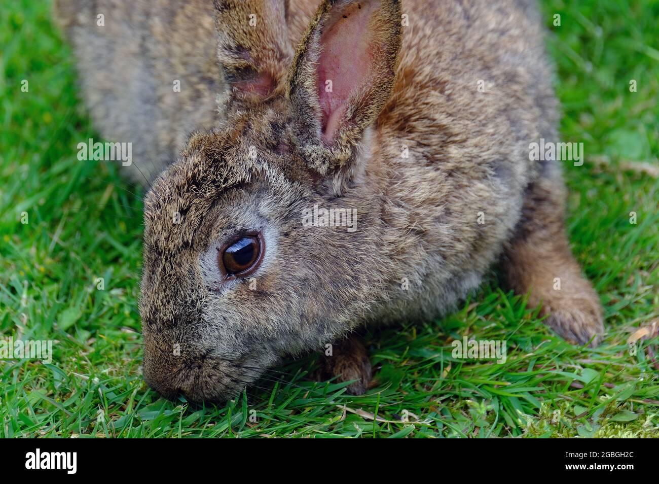 Wild rabbit feeding in urban house garden. Stock Photo