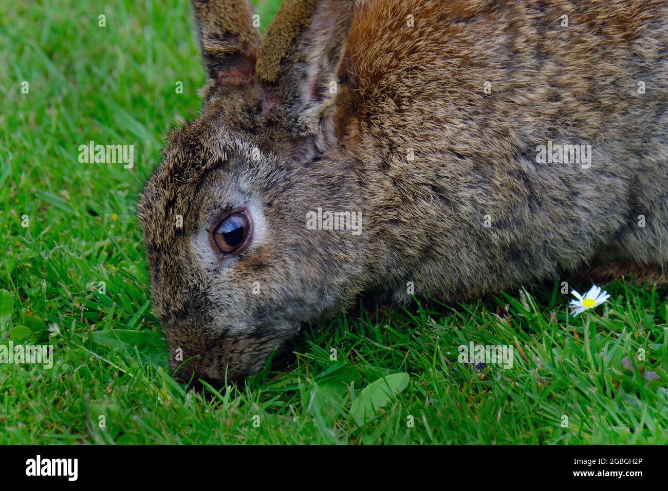 Wild rabbit feeding in urban house garden. Stock Photo