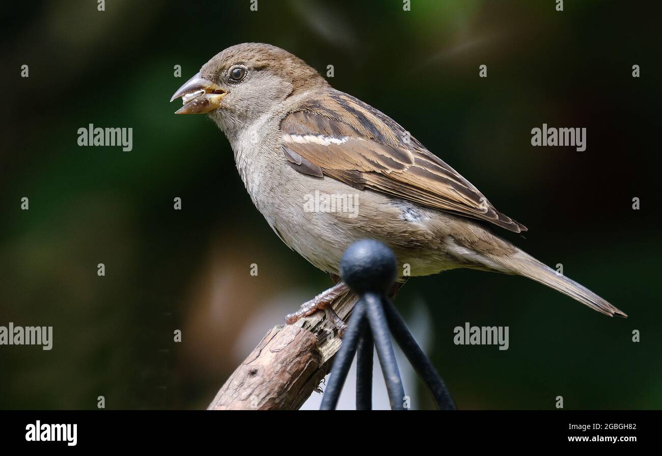Female house sparrow feeding on seed in urban garden. Stock Photo