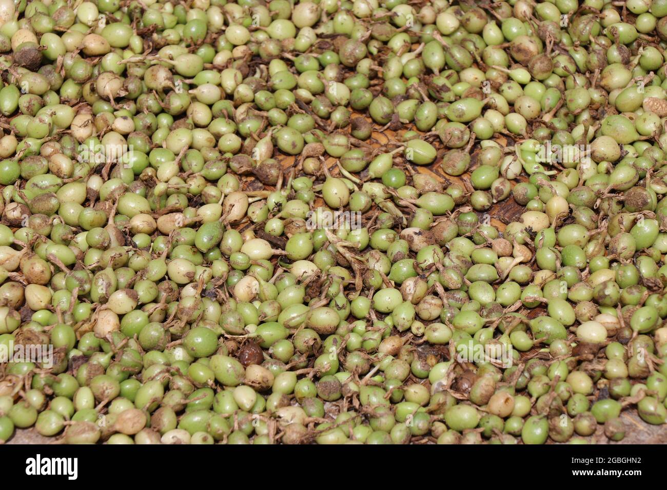Freshly harvested green Cardamom or elaichi which is an indian spice close up. Cardamom is third most expensive spice by weight Stock Photo