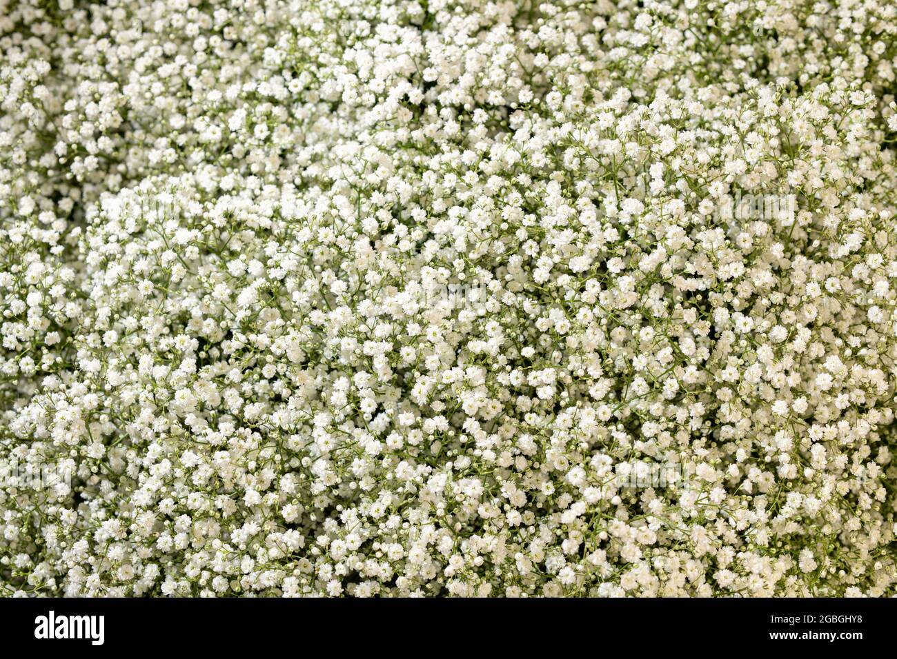 botany, baby's breath, Gypsophila paniculata, FOR GREETING/POSTCARD-USE IN GERM.SPEAK.C CERTAIN RESTRICTIONS MAY APPLY Stock Photo