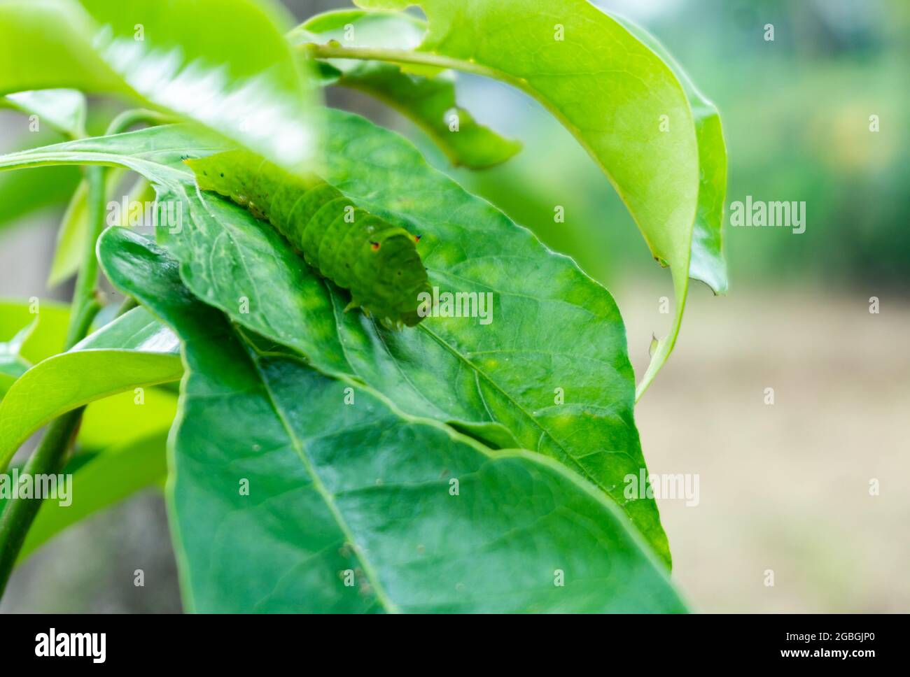 Photo close-up of green caterpillar on branch tree and sunny day Stock ...