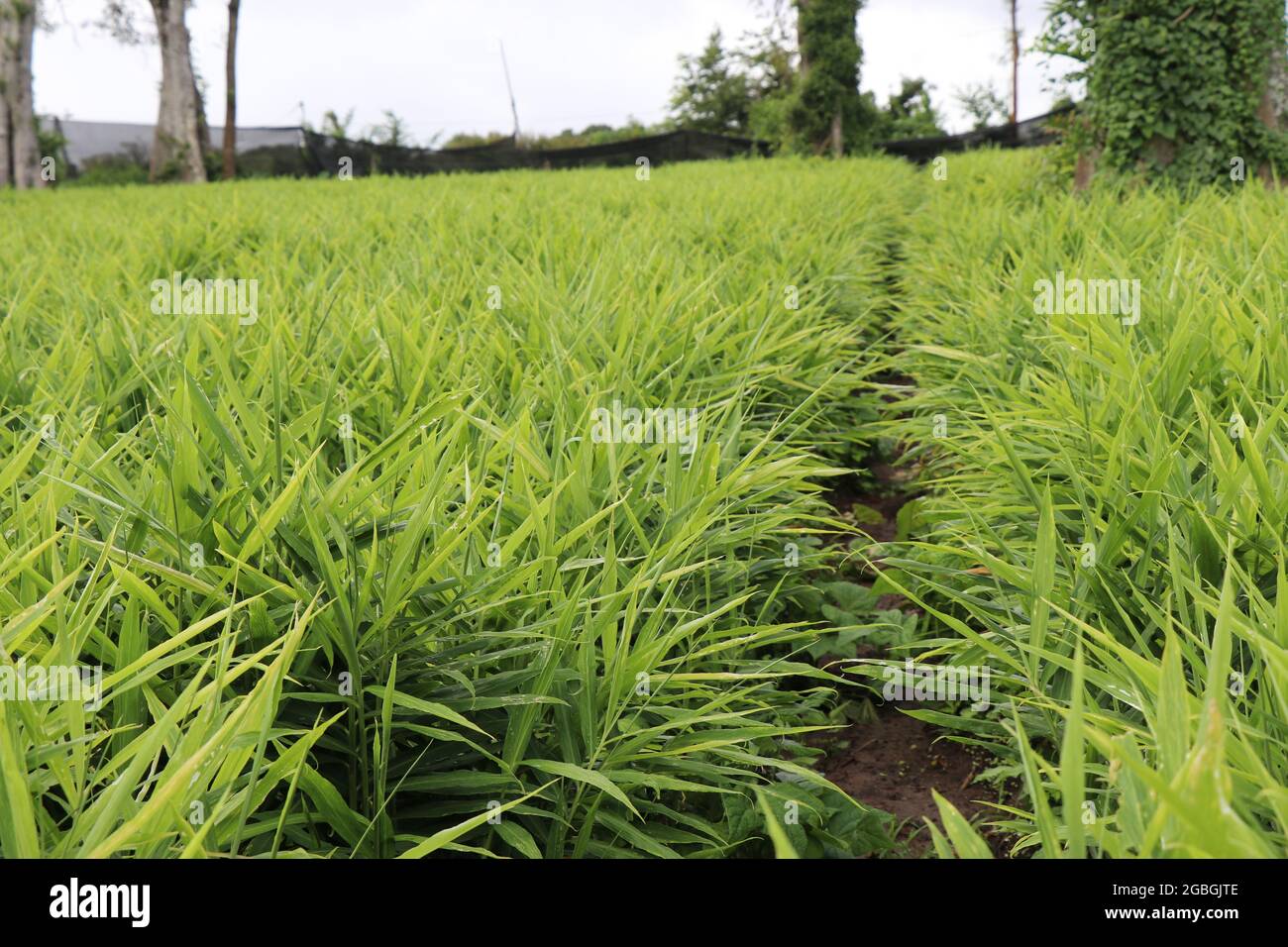 Landscape of ginger cultivation or Zingiber officinale plantation with fresh growing blades of grass. Growing ginger root for medicine and spice Stock Photo