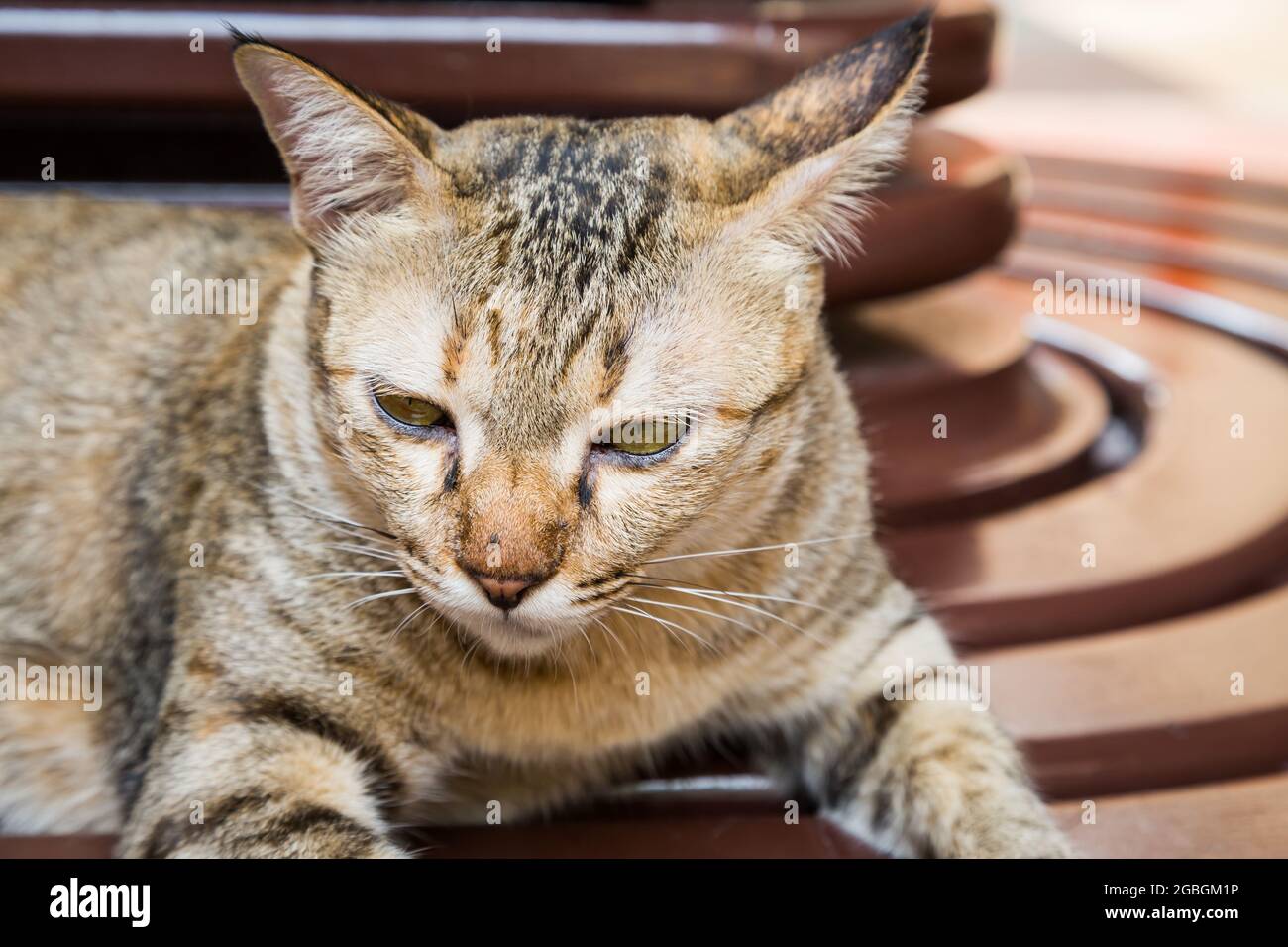 Tabby cat lying on the brown wood table background Stock Photo