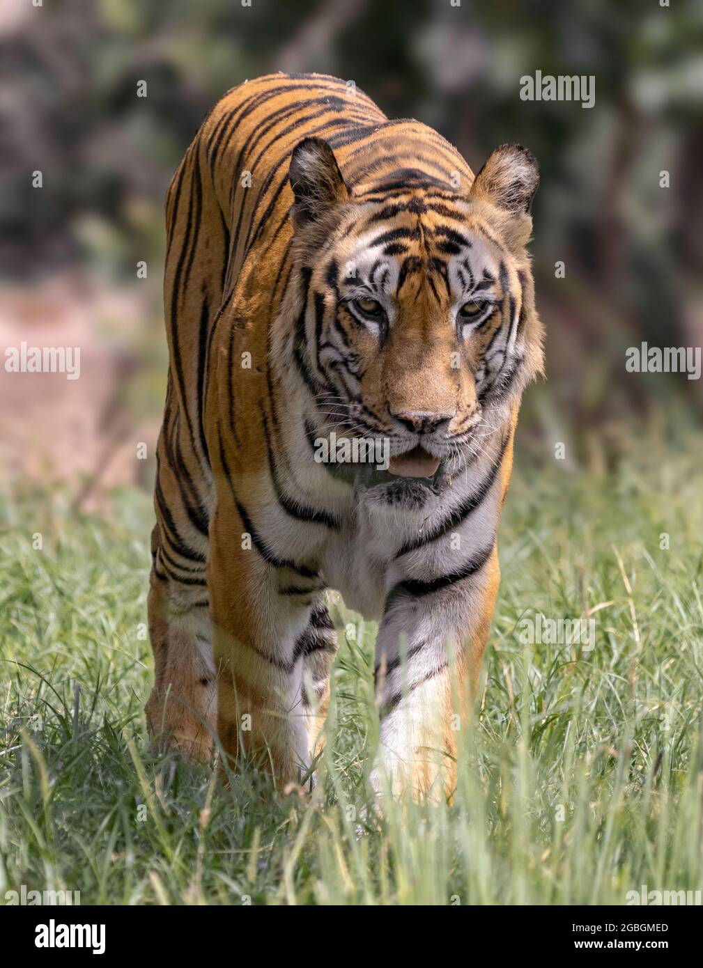 Great tiger male in the nature habitat. Wildlife scene with danger animal. Hot summer in India. Dry area with beautiful indian tiger, Panthera tigris. Stock Photo