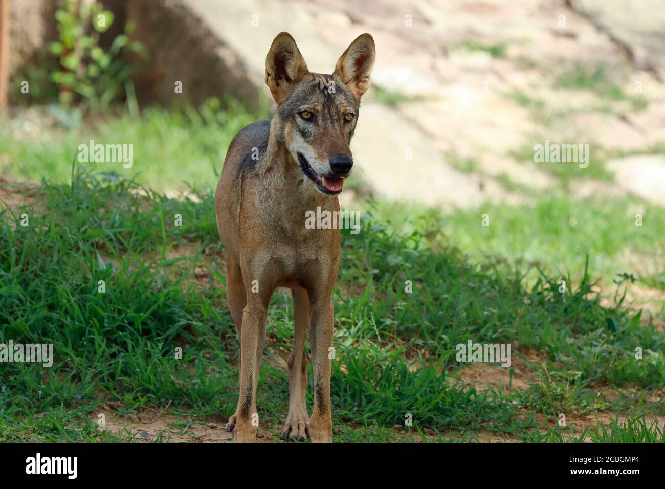 an indian wolf (Canis lupus pallipes)stands on the rock, which is is a subspecies of grey wolf that ranges from Southwest Asia to the Indian Subcontin Stock Photo