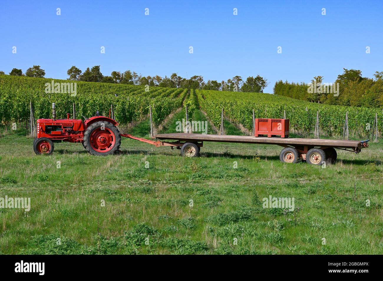 Arpents du Soleil - the only vineyard in Normandy, France Stock Photo