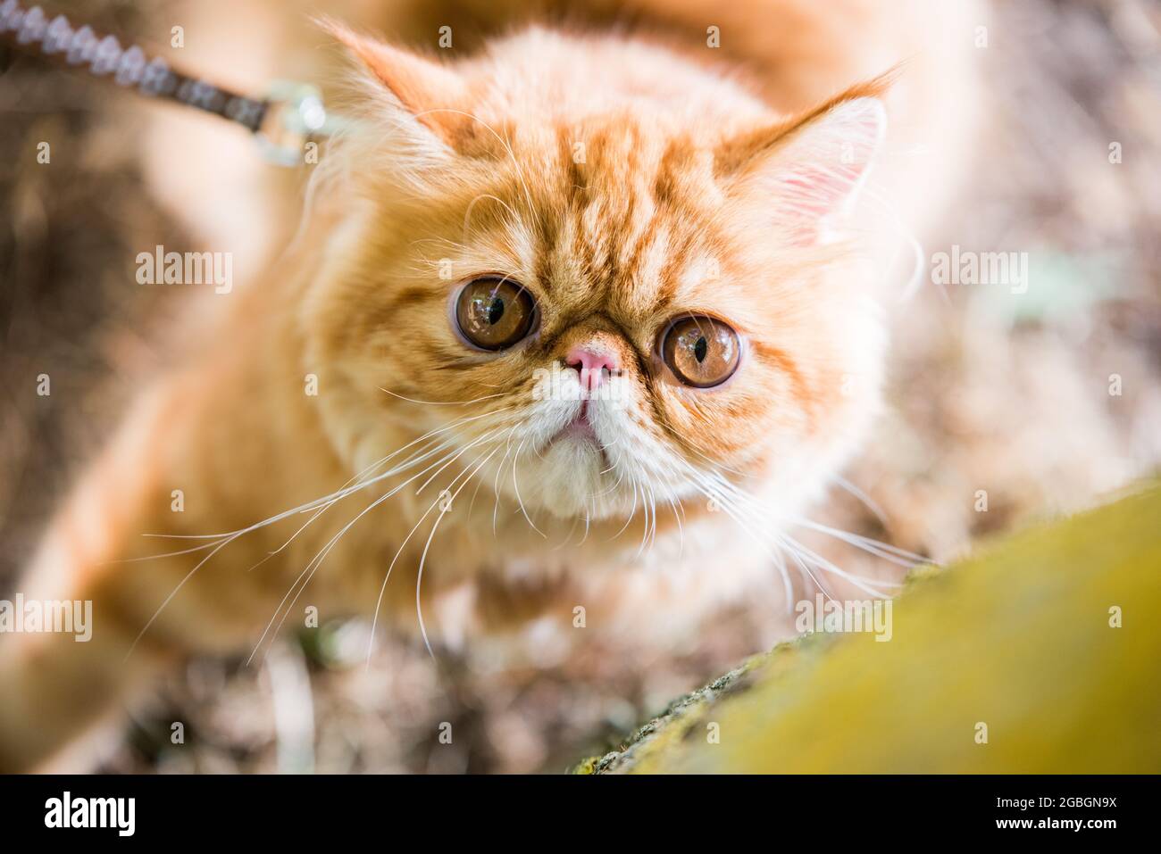 Young cute Red Persian cat Portrait with big orange round eyes and long ...