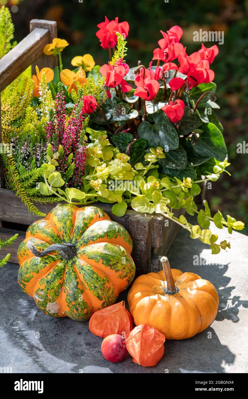 botany, autumnal planting bowl, Calluna vulgaris, Chrysanthemum indicum, FOR GREETING/POSTCARD-USE IN GERM.SPEAK.C CERTAIN RESTRICTIONS MAY APPLY Stock Photo