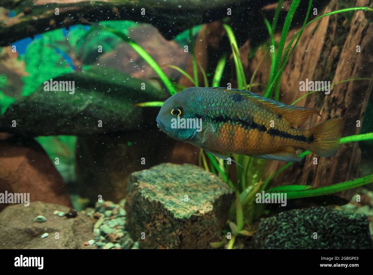close view of swimming Nicaragua Cichlid or cichlasoma nicaraguense moga (Colored Macaws) Stock Photo