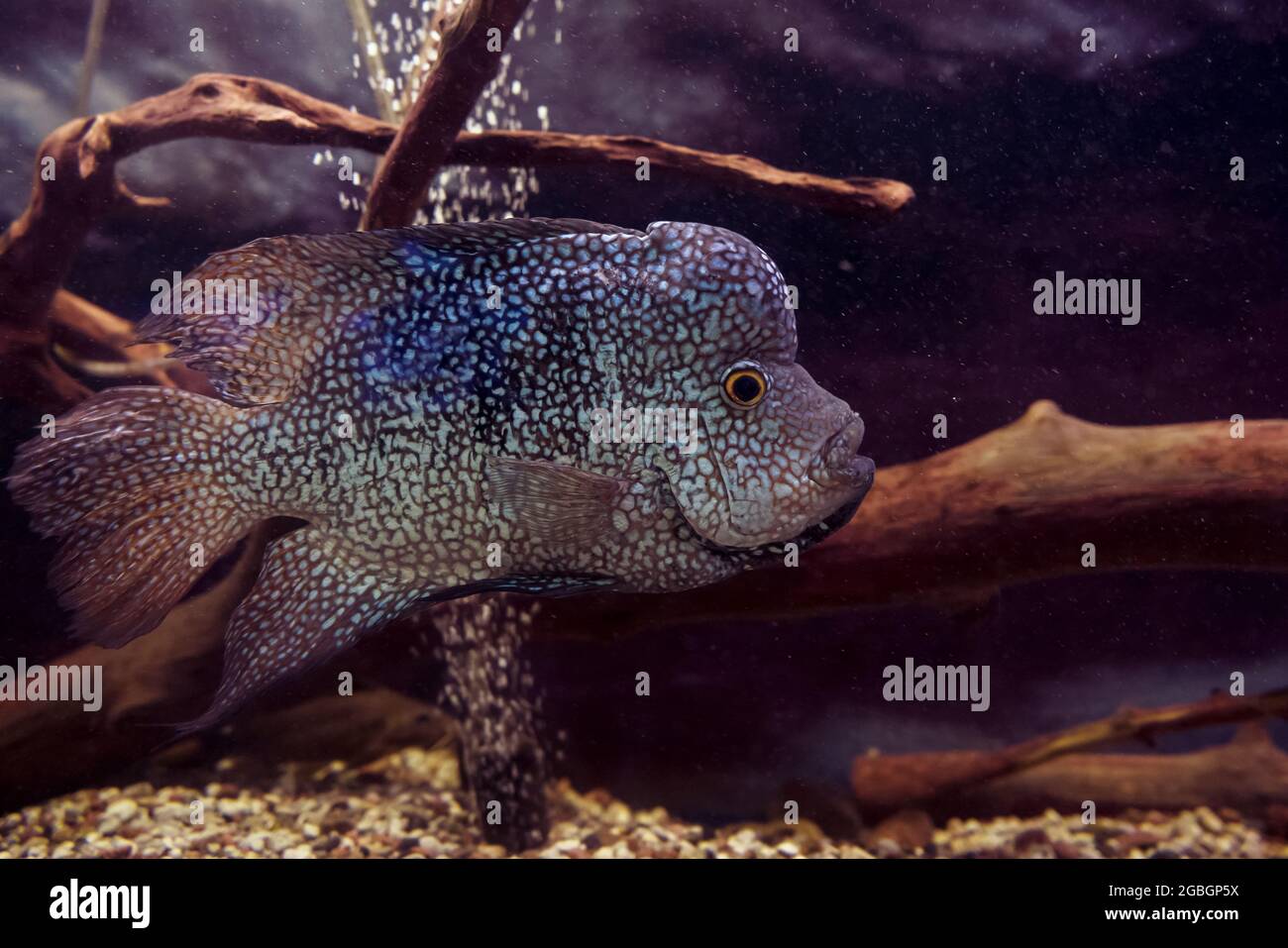 close up view of swimming  lowland cichlid (herichthys carpintis), pearlscale cichlid Stock Photo