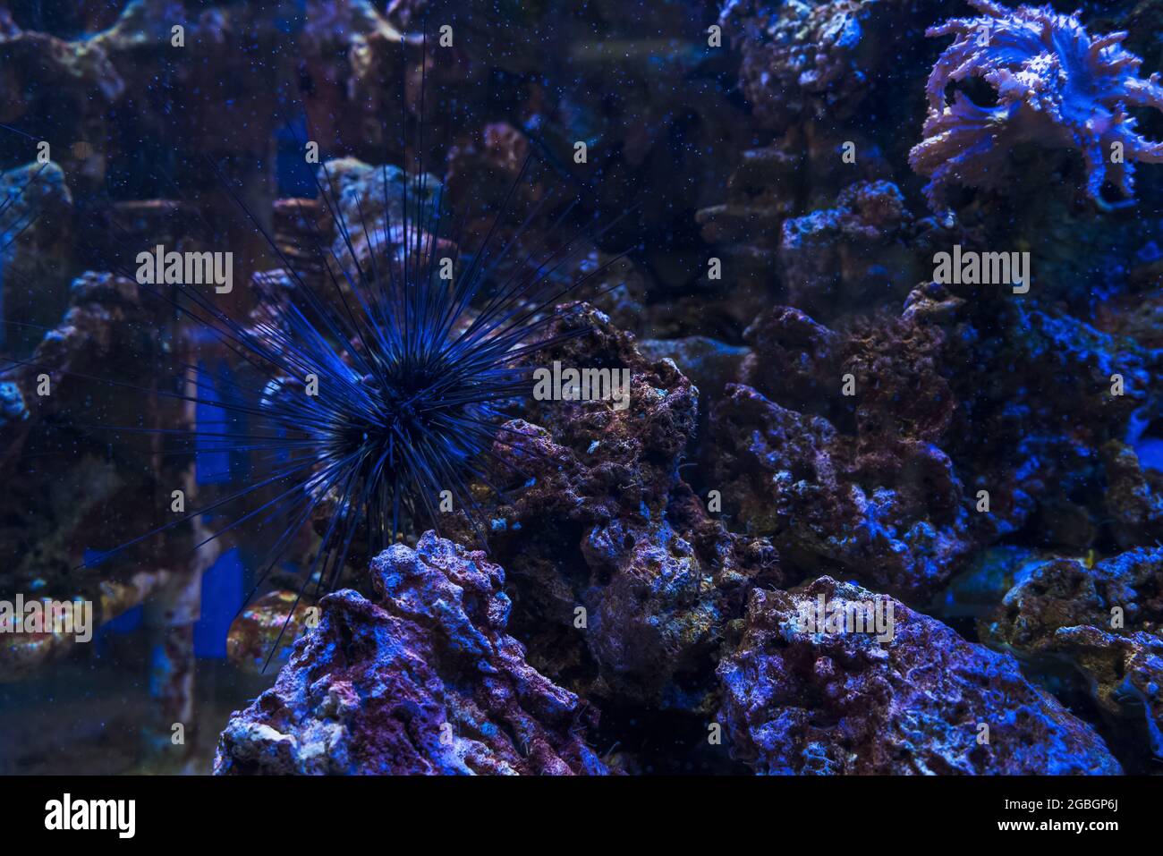 underwater background view of  long-spined sea urchin (diadema savignyi) Stock Photo
