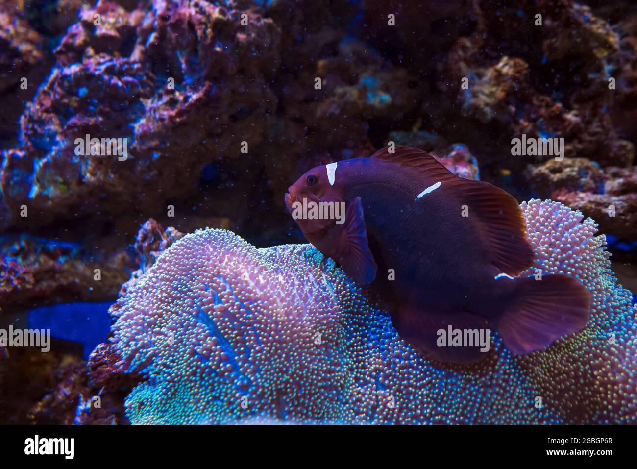 close up view of maroon clownfish swimming over soft coral - umbrella leather, toadstool mushroom leather coral - Sarcophyton sp Stock Photo