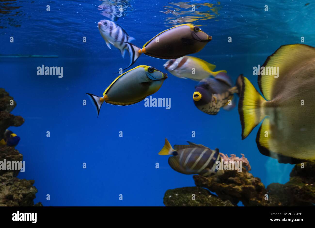Underwater background with several tropical fishes swimming  and main focus on elegant unicornfish (Naso elegans) Stock Photo