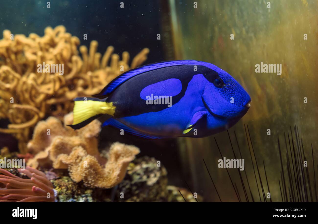 swimming Blue tang (Paracanthurus hepatus) fish with corals and anemones on background Stock Photo