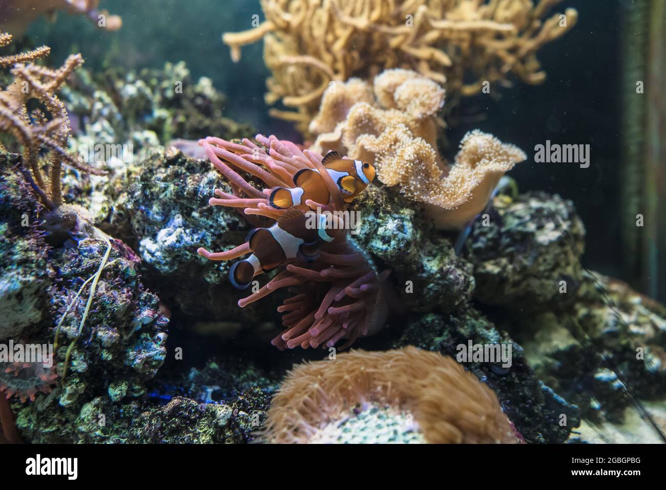 symbiotic mutualisms with anemones of two Amphiprions ocellaris swimming near bubble-tip anemone Stock Photo