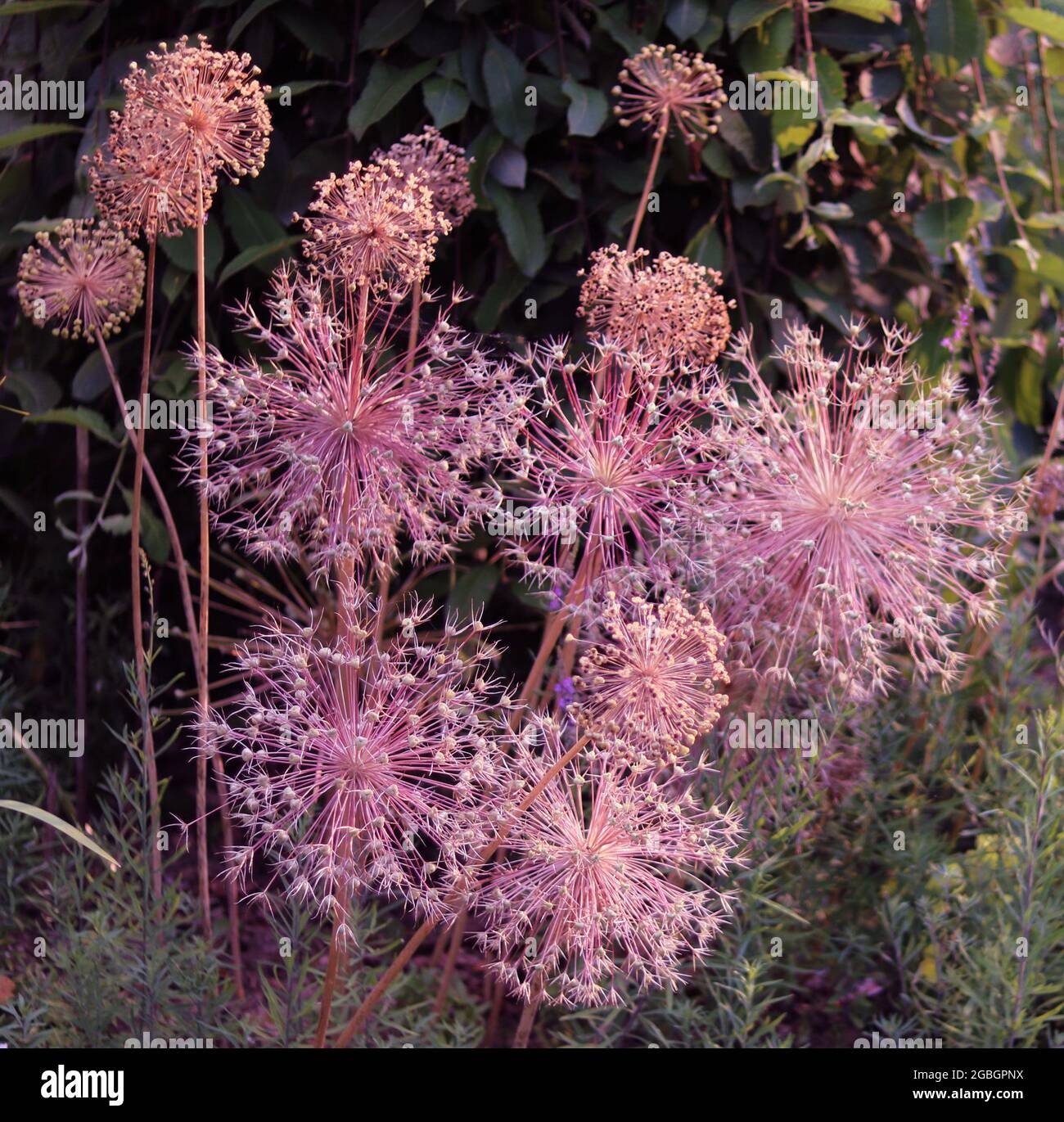 Full frame image of pink tinged allium heads or globes Stock Photo