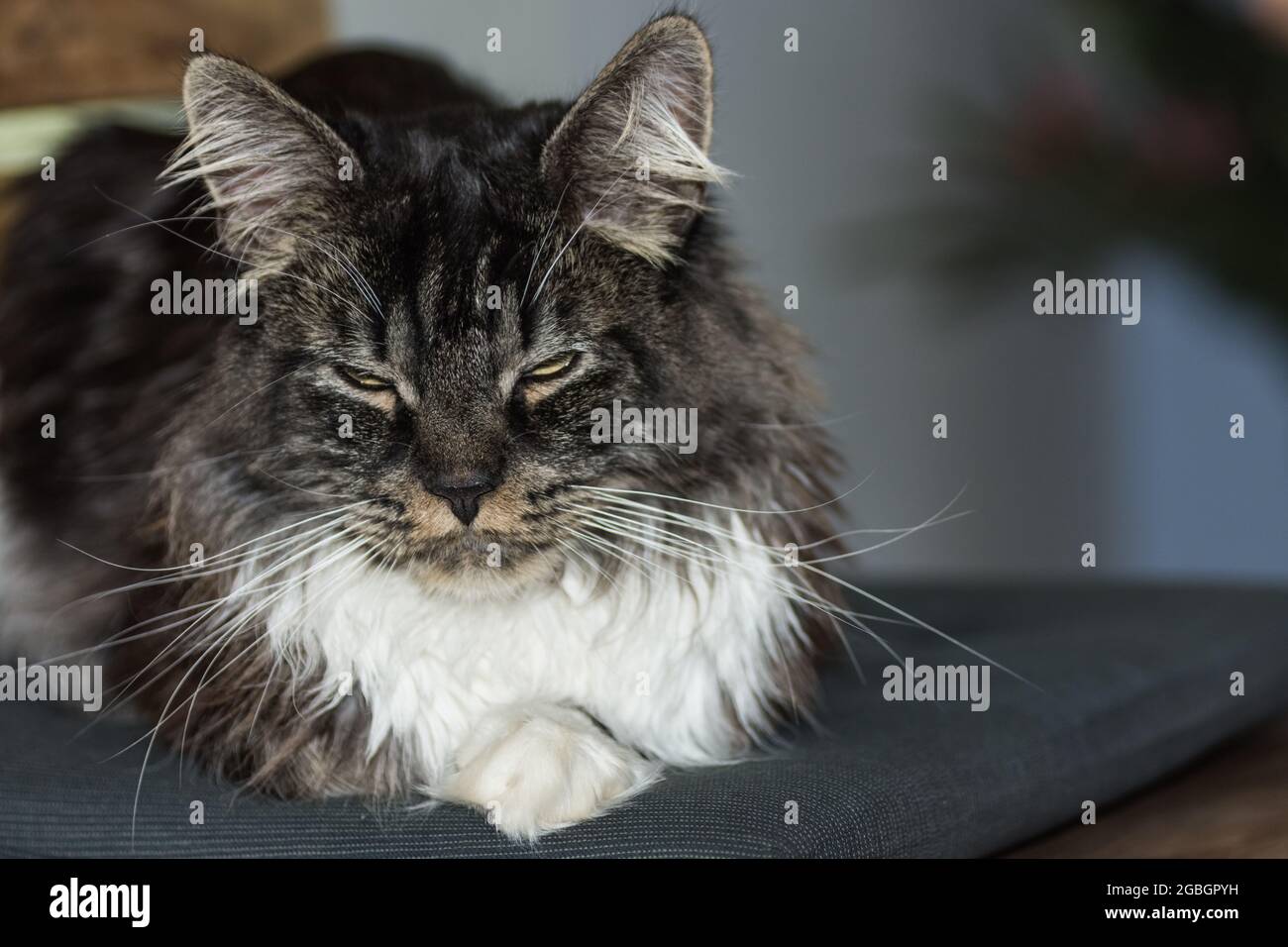 dear fluffy maine coon cat is lying with half closed eyes before