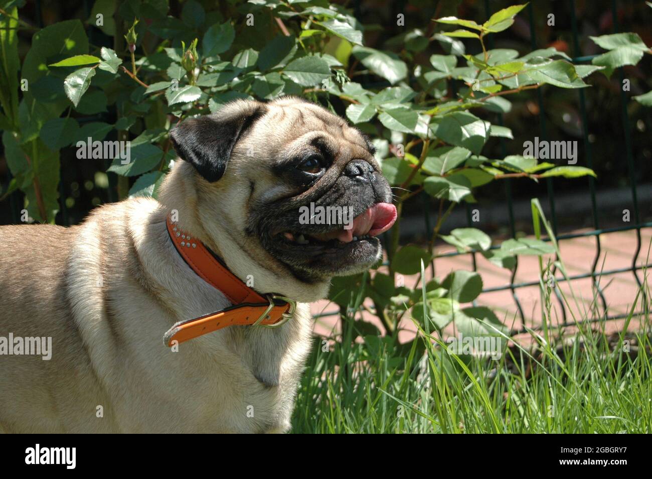 Portrait of an adorable pug dog with an orange neck belt standing in the garden Stock Photo
