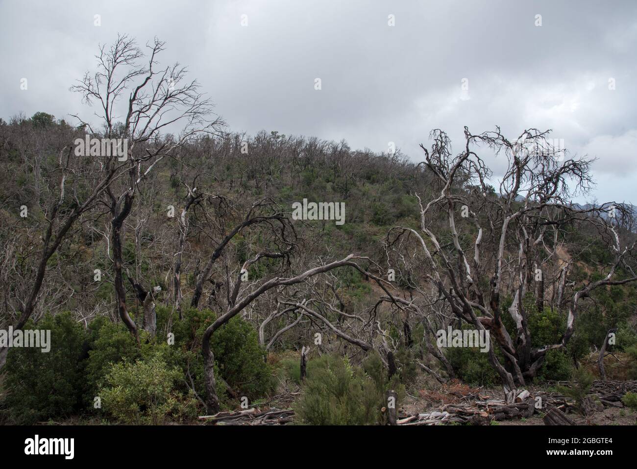 Five years after the August 2012 forest fire in La Gomera highland some green is growing between burned trunks Stock Photo