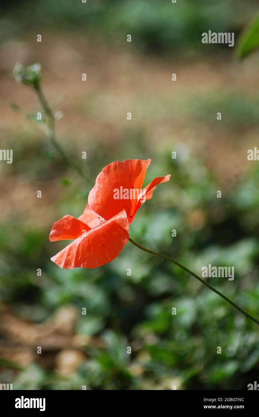 Vertical shot of a red poppy flower growing in the field Stock Photo ...