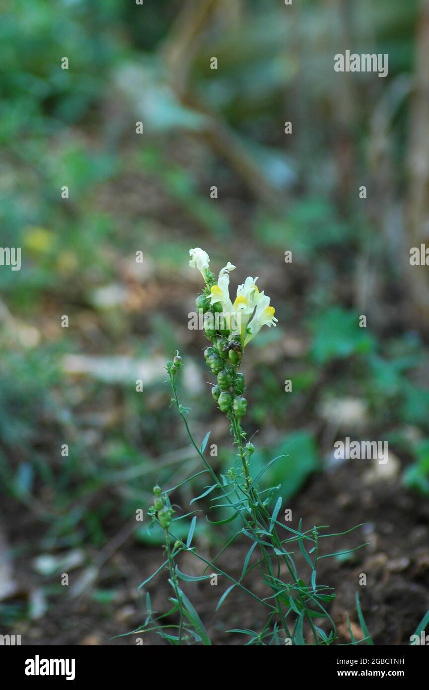 Vertical shot of yellow linaria flower growing in the field Stock Photo