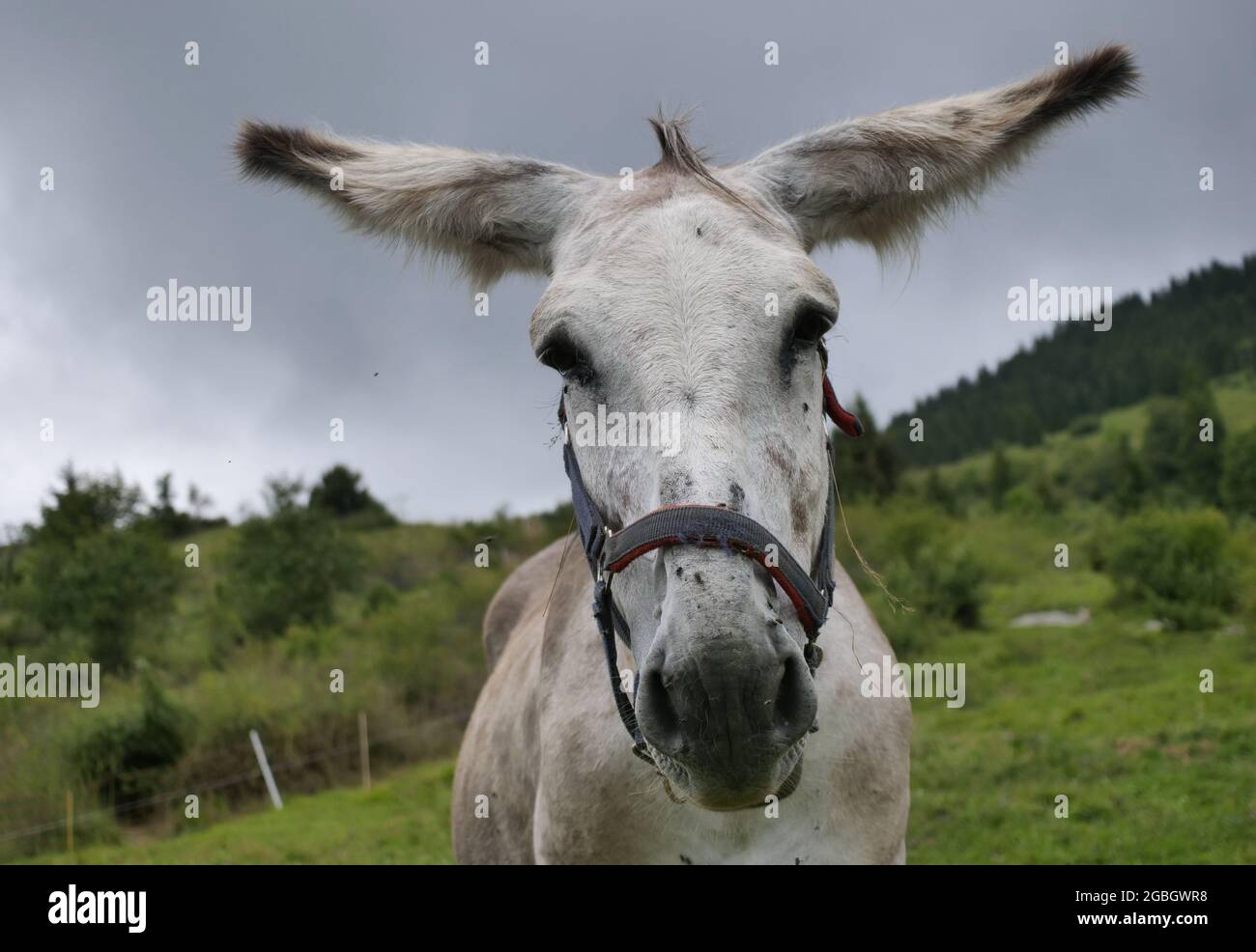 Mule closeup in Seriana valley, Bergamo, Italy Stock Photo