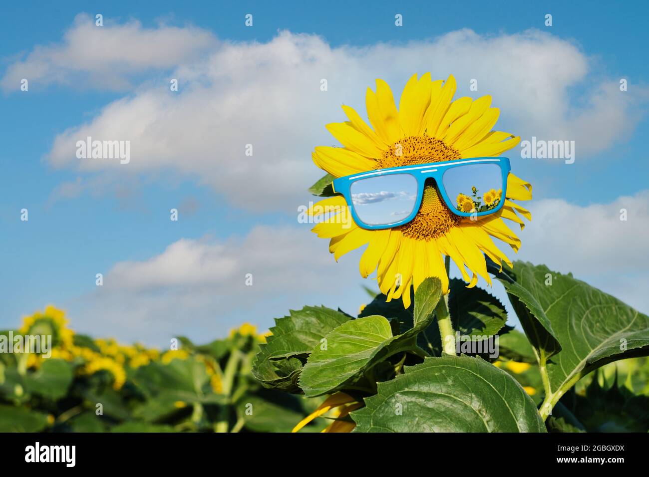 Sunflowers in sunglasses in a sunflower field in summer, on a sunny day. High quality photo Stock Photo