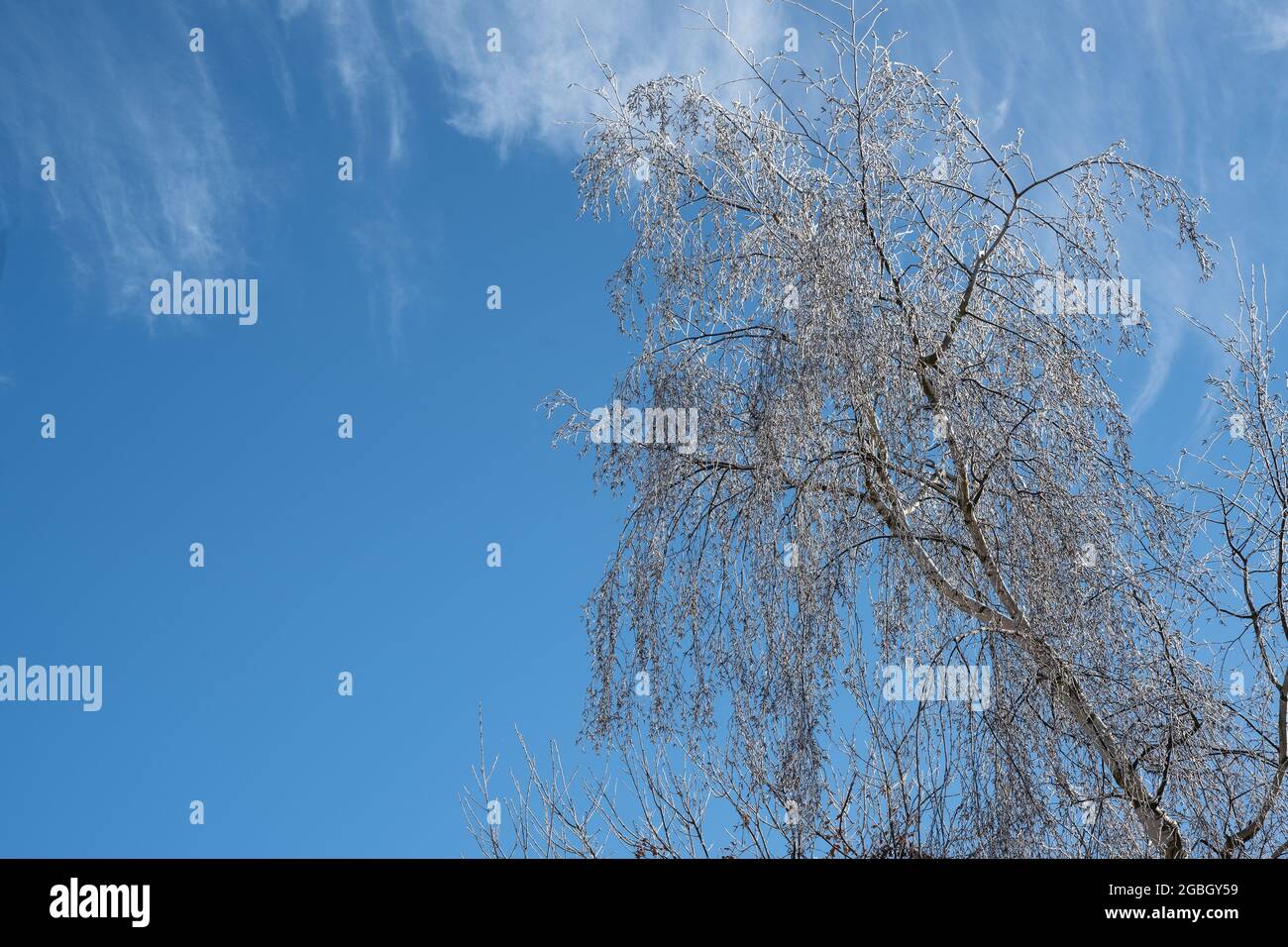Low angle shot of a tall tree under the beautiful cloudy blue sky Stock ...