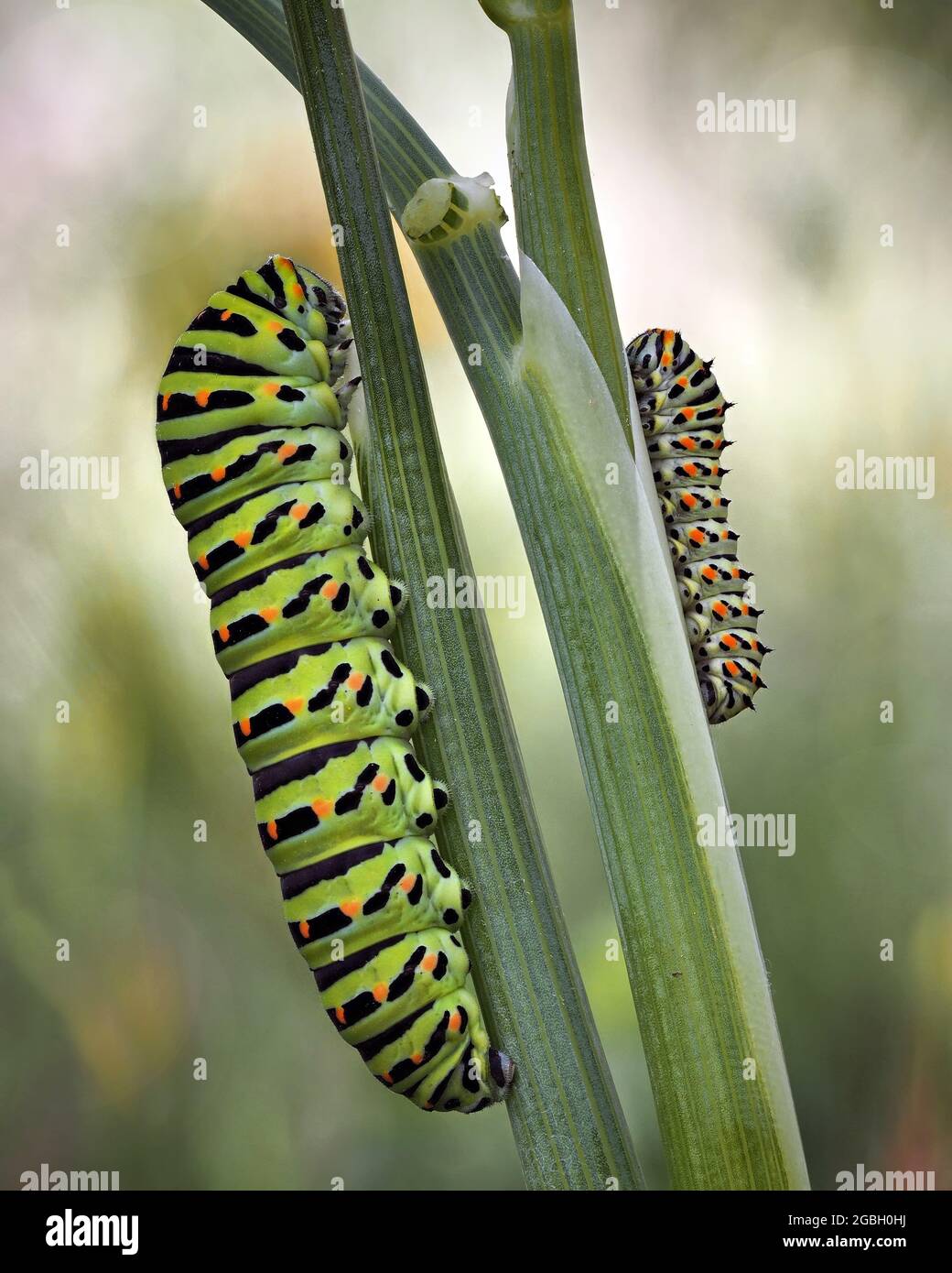 Selective closeup of green caterpillars on green leaves Stock Photo