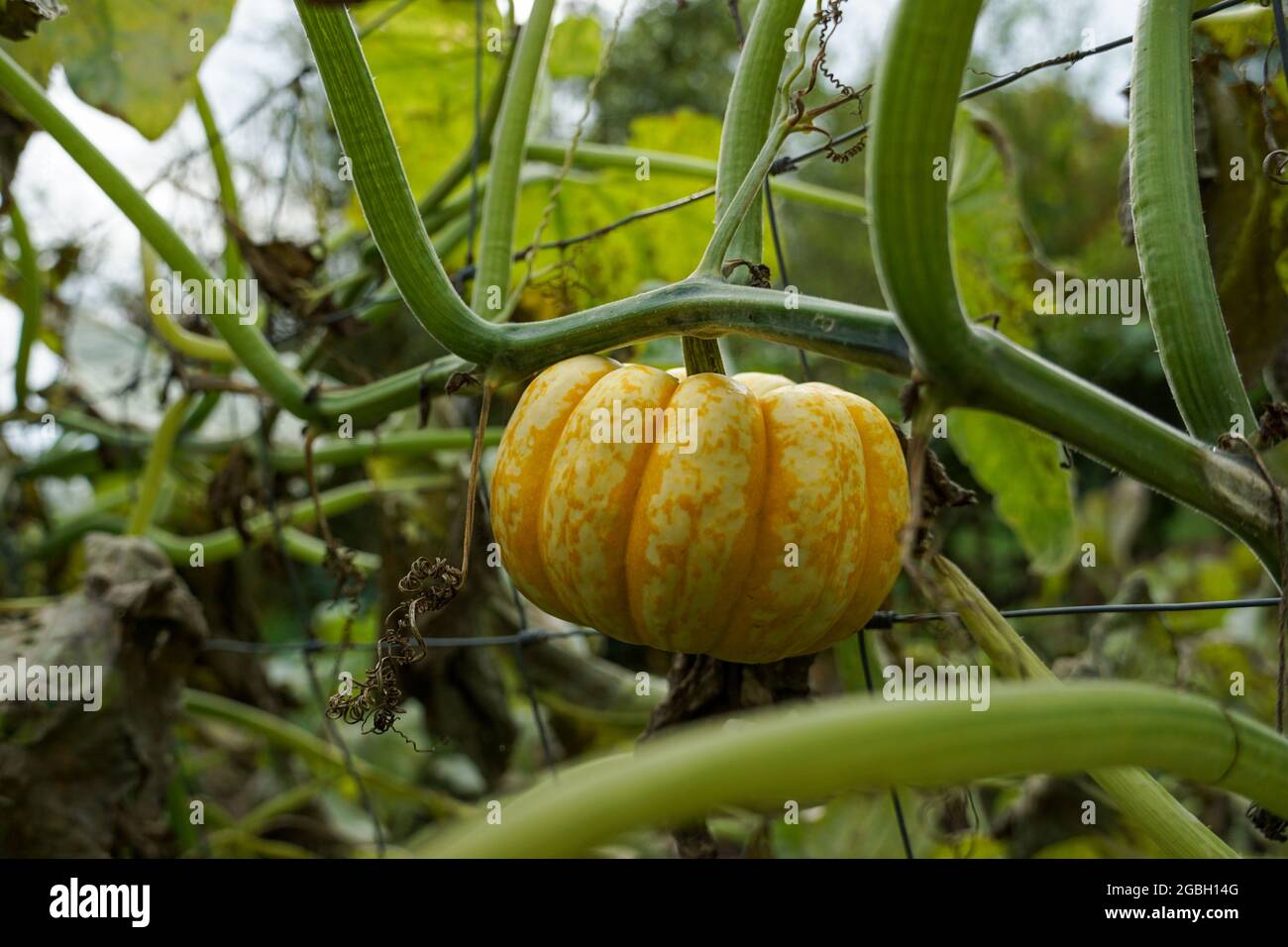 Pumpkin growing in a garden Stock Photo - Alamy