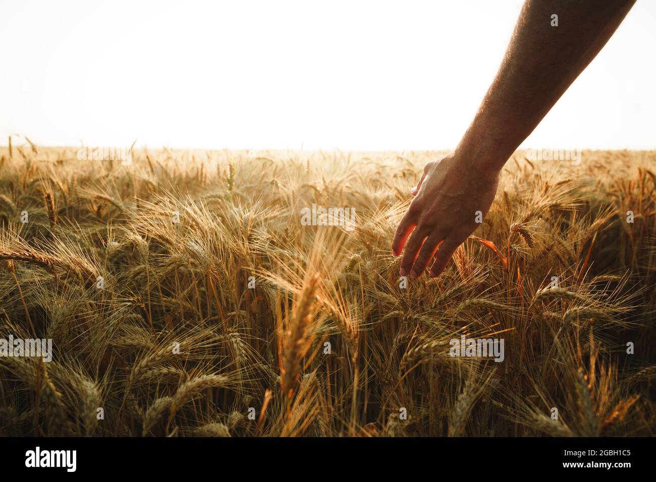 Male hand touches wheat ears on field at sunset Stock Photo - Alamy