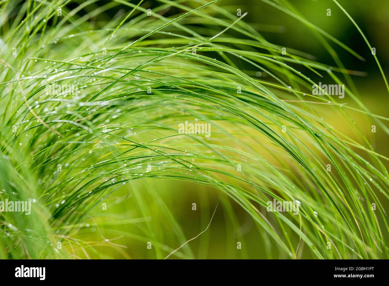 botany, feather grass, Stipa pennata, FOR GREETING/POSTCARD-USE IN GERM.SPEAK.C CERTAIN RESTRICTIONS MAY APPLY Stock Photo
