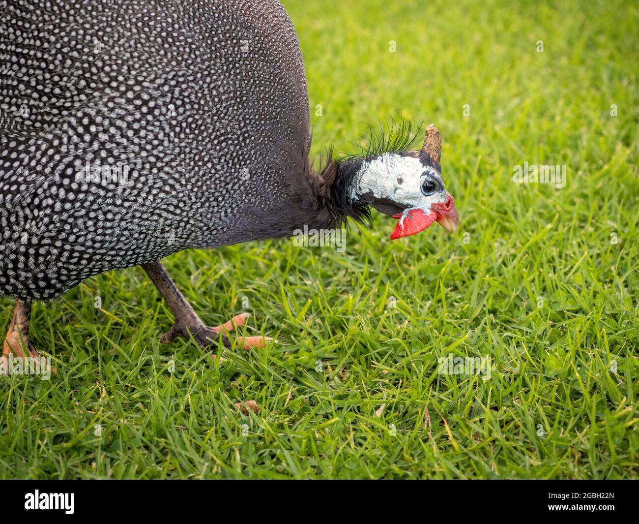 Domestic Guineafowl Numida meleagris var. domesticus guinea bird Stock ...