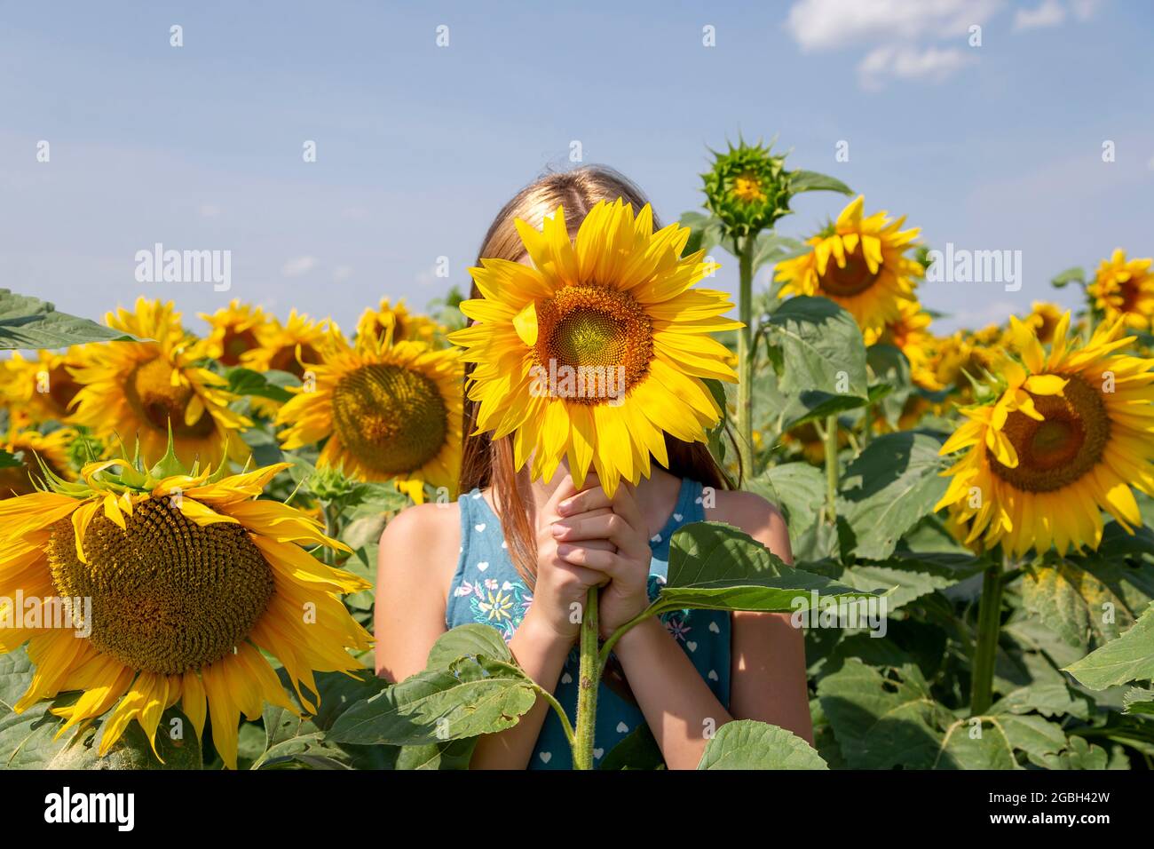 Girl holding sunflower in front of her face in the field. Generation Z. Stock Photo
