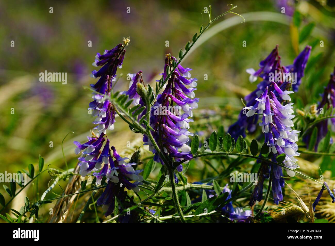 Flowers of hairy vetch in a rye field. Stock Photo