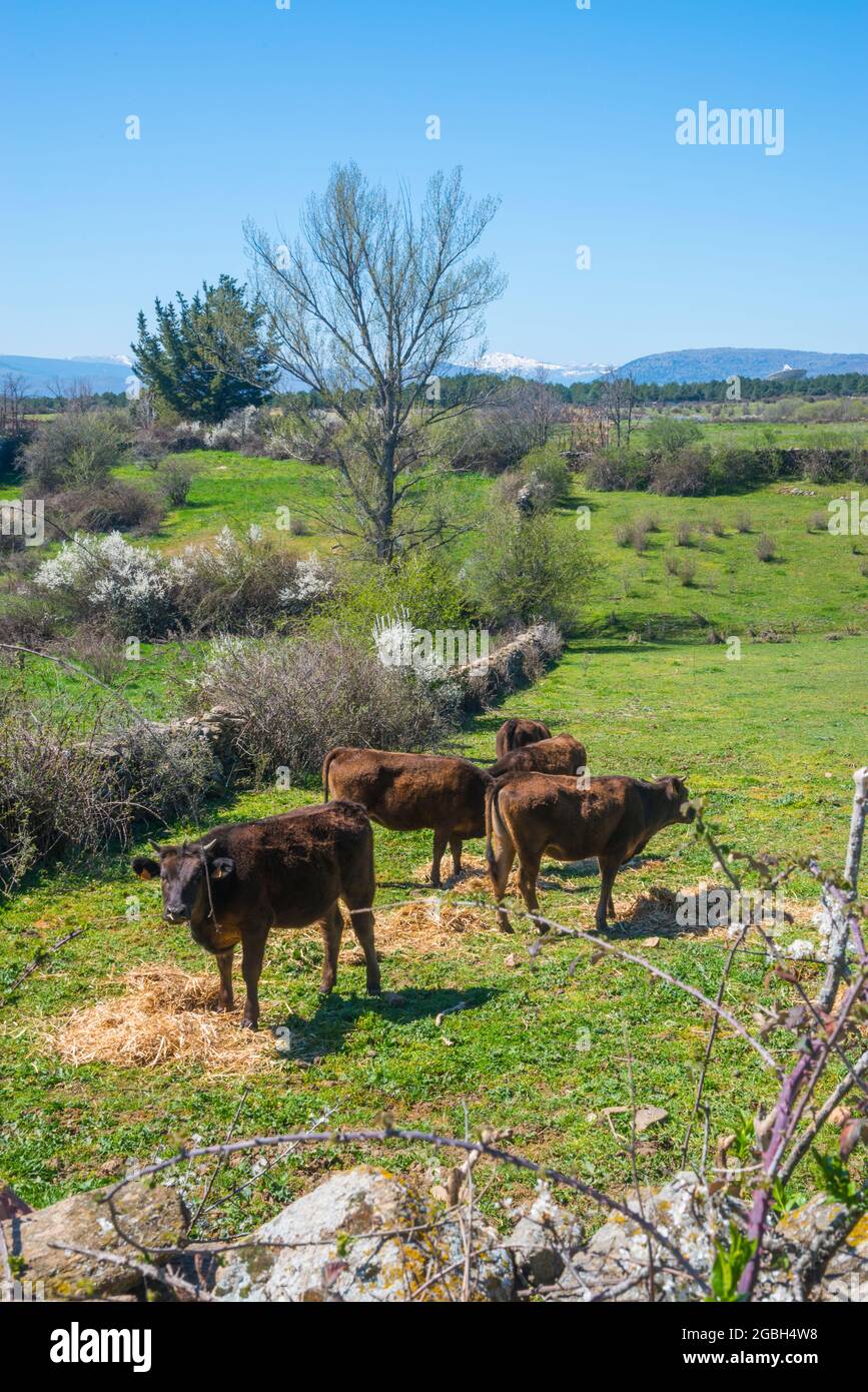 Calves in a meadow. Gandullas, Madrid province, Spain. Stock Photo