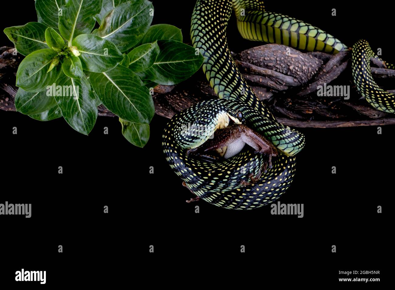 Flying snake coiled around a dead frog, Indonesia Stock Photo